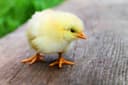 SmartPoultry Logo